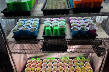 Peppers are on a roll!! 8 weeks to go! Seed exchange a win!