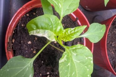 Pepper plant leaves with white spots