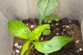 Cayenne seedlings growing deformed any idea why?