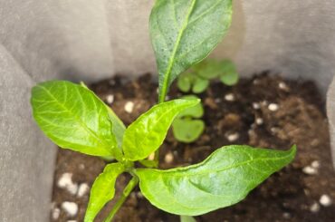 Cayenne seedlings growing deformed any idea why?