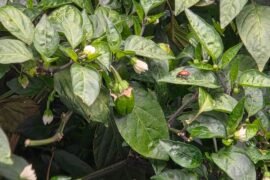 Aphids, Time to Die!