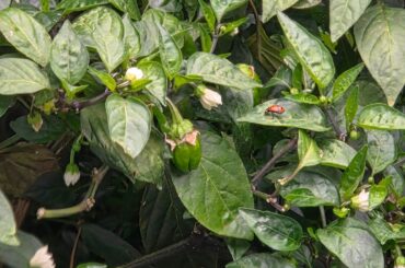 Aphids, Time to Die!