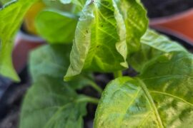 Mites, other pests or too much light?