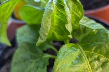 Mites, other pests or too much light?