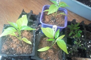 Whats wrong with my Jalapenos?