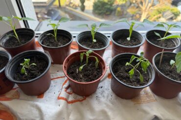 Why are they so shriveled?