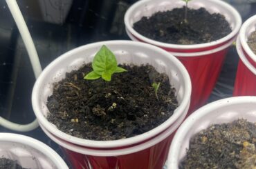 I had a friend pop up with one of my Fatalli’s