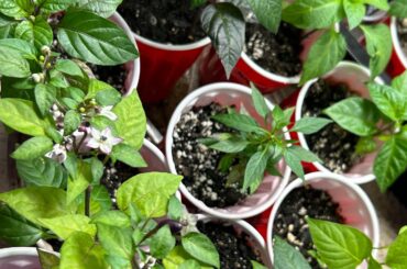 Seedlings