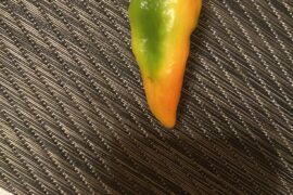 Anyone know what type of pepper this is?