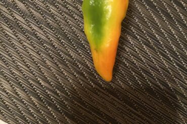 Anyone know what type of pepper this is?