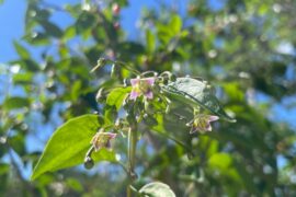 Mystery wild Chilli?