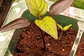 What does this mean?