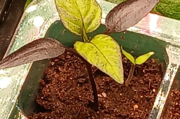 What does this mean?