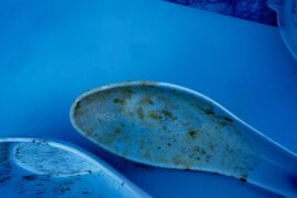 Black flecks in my ferment.