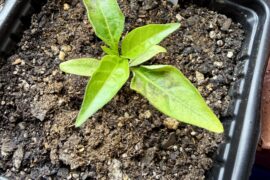 Dark spots on seedling leaves