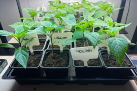 Week 4- will I need to pot up?