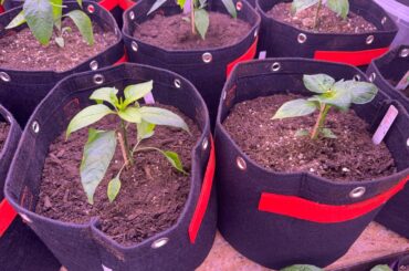 5 day after up potting, a few of my plants are starting to yellow. I haven’t watered them since transplanting them.