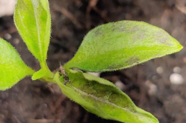 Hello ! What's happening with my chili's leaf? .