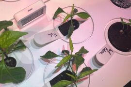 What's going on with my fish peppers?