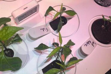 What's going on with my fish peppers?