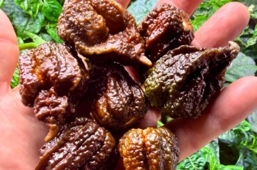 Handful of hot chocolate