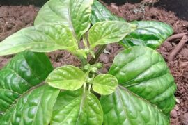 Is my habanero plant trying to grow flowers already?