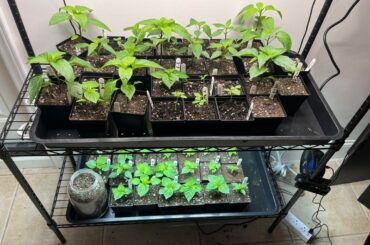 Most of these seedlings ok for a month in 3.3” pots?