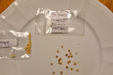 Are these seeds bad?