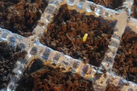 Hello ! Should I remove the dome and turn on the lights or wait for more? There are only 3 sprouts yet ( from 40 )