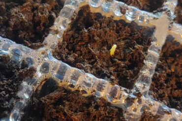 Hello ! Should I remove the dome and turn on the lights or wait for more? There are only 3 sprouts yet ( from 40 )