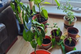 What's up with my plant please?