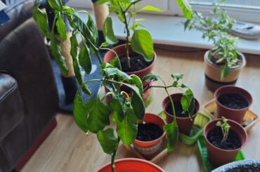 What's up with my plant please?