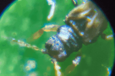 Found these on my sole surviving bonchi. What do I do now? Cry?