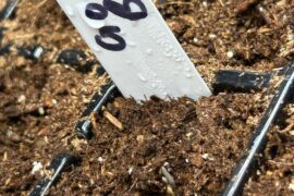 Goat Brains and Pink Tigers germinated and broke soil in ~7 days.