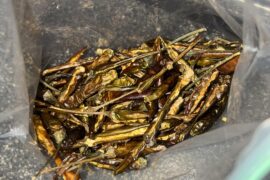 Follow up on the Thai Chilis