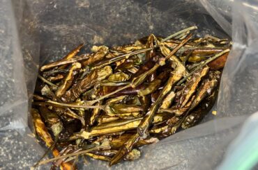 Follow up on the Thai Chilis