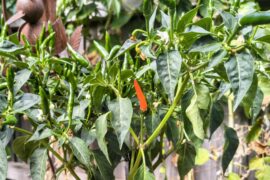 Melbourne, Australia. 'Bout bloody time!