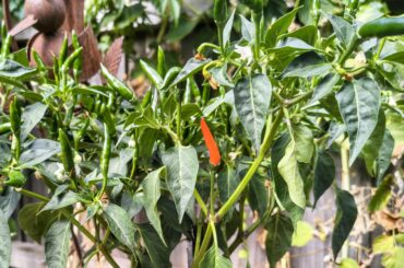 Melbourne, Australia. 'Bout bloody time!