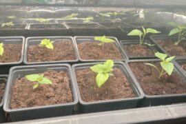 My first peppers ever - 28 days later