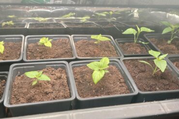 My first peppers ever - 28 days later