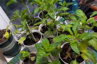 Started early indoors this year (7B)