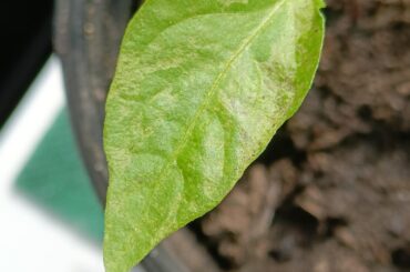 What's up with my pepper?