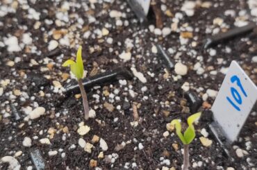 What could be causing the yellowing ?