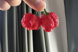 Is this really a Carolina Reaper?