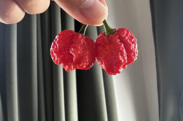 Is this really a Carolina Reaper?
