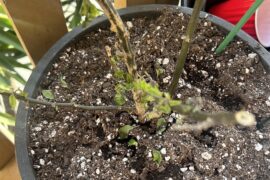 Overwintered plant dying after switching to new soil