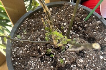 Overwintered plant dying after switching to new soil