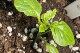 Damaged, distorted leaves on Aji Amarillo seedling