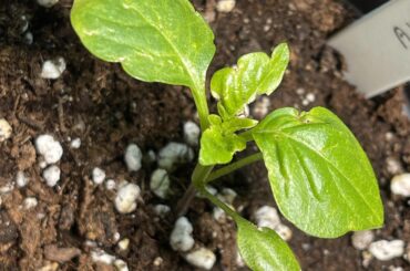 Damaged, distorted leaves on Aji Amarillo seedling
