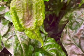 More Chocolate Reapers